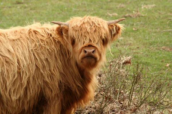 Mucca delle Highland in un campo — Foto Stock