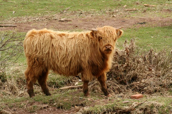 Highland cow in a field — Stock Photo, Image