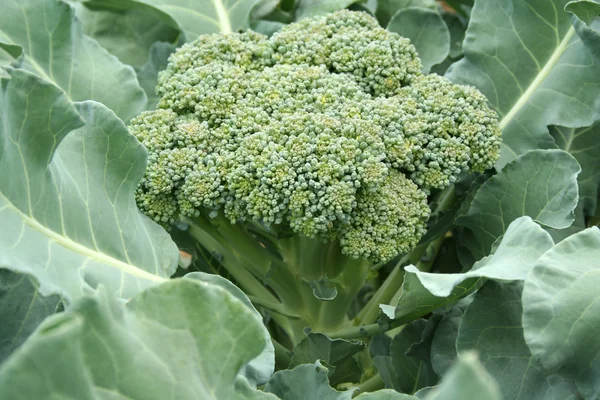 Brócolos close-up — Fotografia de Stock