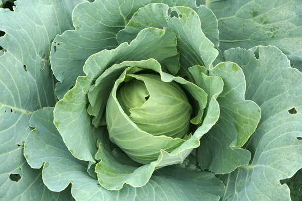 Cabbage close-up — Stock Photo, Image