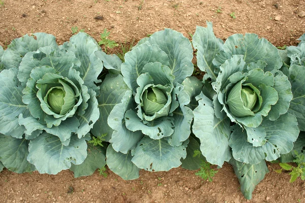 Cabbage overhead view — Stock Photo, Image
