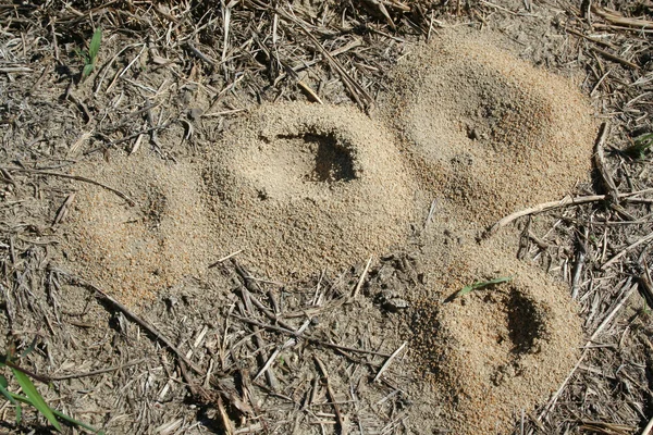 Colinas de formigas — Fotografia de Stock