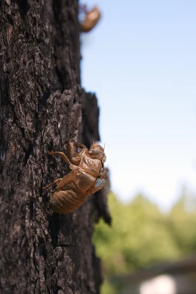 Cicada Shell — Stock Photo, Image