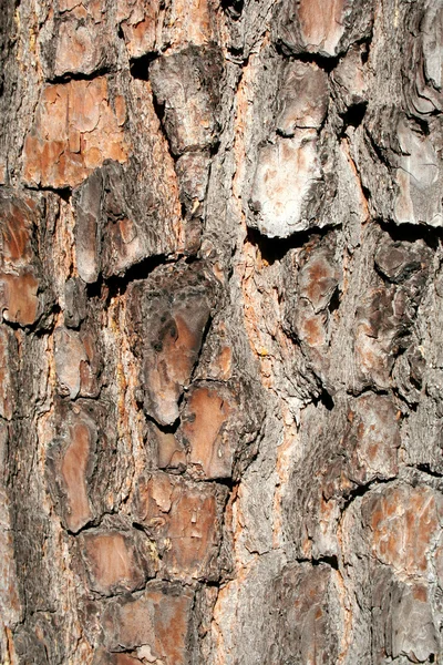 Schors van de pijnboom-boom — Stockfoto