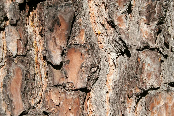 Pine tree bark — Stockfoto