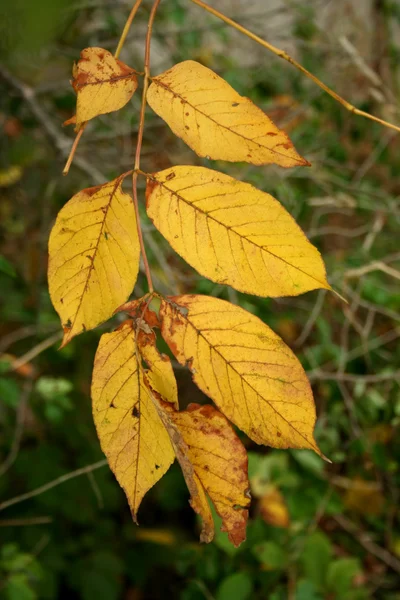 Hojas de otoño amarillo — Foto de Stock