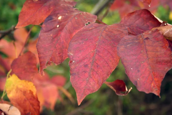Červený podzim listí — Stock fotografie