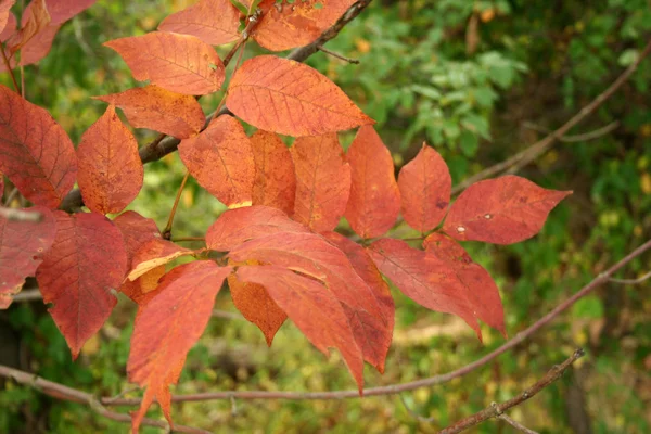 Hojas de otoño rojo — Foto de Stock