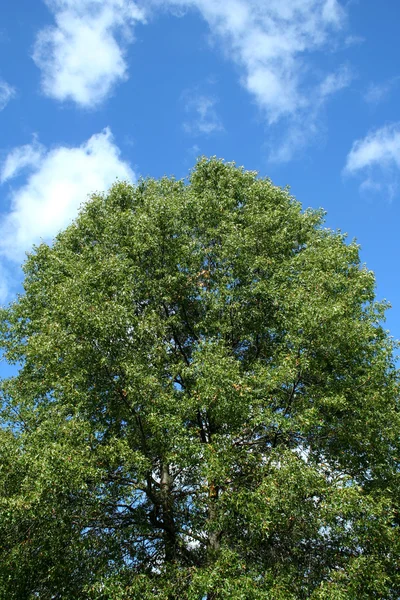 Uzun boylu meşe ağacı ve gökyüzü — Stok fotoğraf