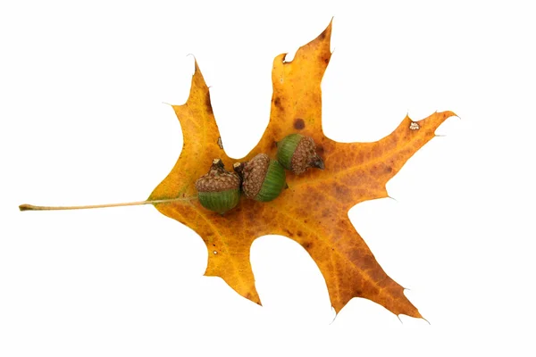 Yellow oak leaf and acorns — Stock Photo, Image