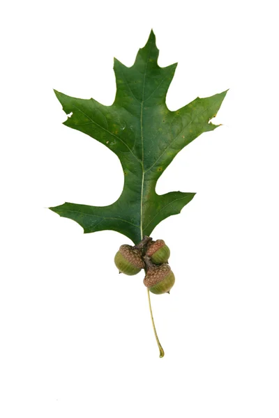 Daun oak hijau dan biji — Stok Foto