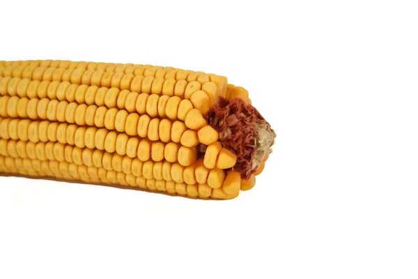 Sárga kukorica csutka — Stock Fotó