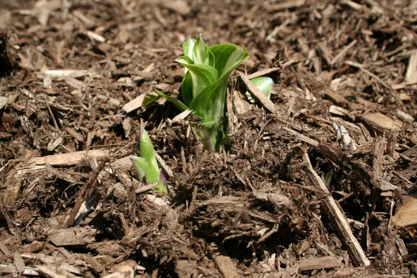 植物の発芽 — ストック写真