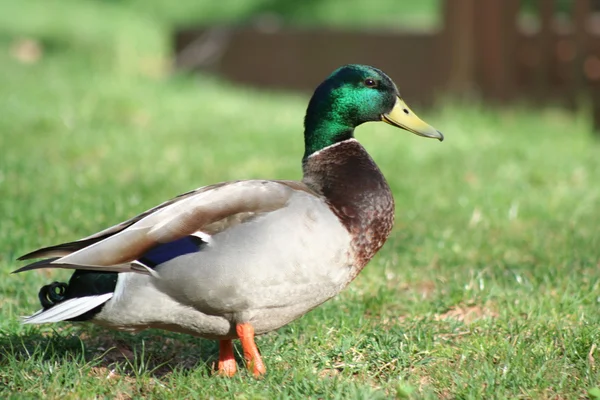 Mallard Duck — Stock Photo, Image