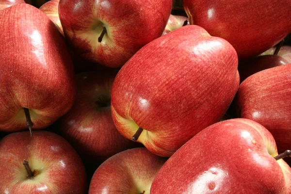 観賞用のリンゴ — ストック写真