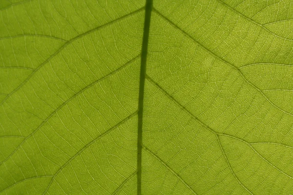 Leaf Veins — Stock Photo, Image