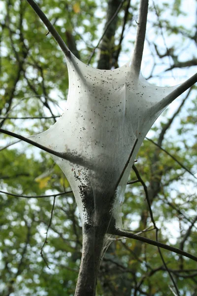 Ninho de lagarta de traça cigana — Fotografia de Stock