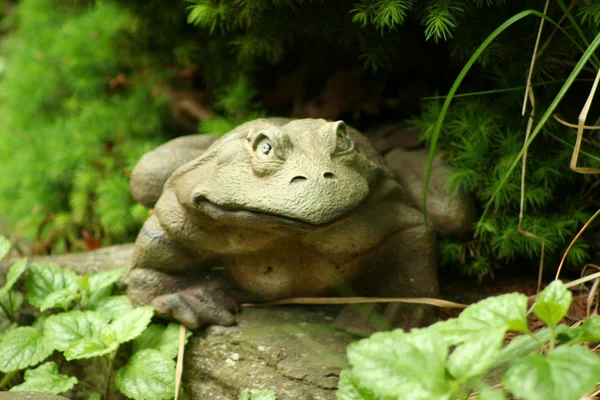 Ornamental Frog — Stock Photo, Image