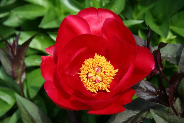 Kırmızı Şakayık çiçeği — Stok fotoğraf