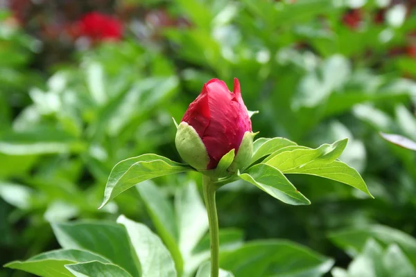 Red peony flower bud — Stock Photo, Image