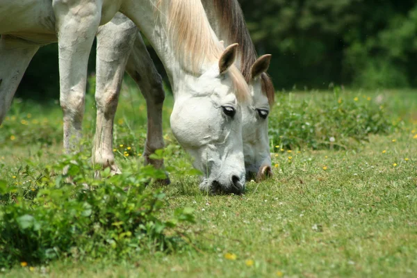 2 つの白い馬 — ストック写真