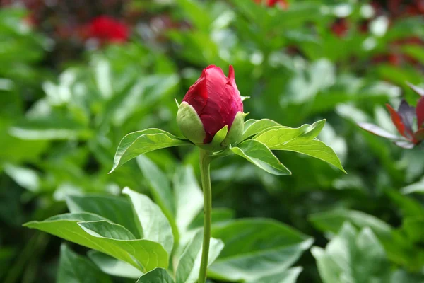 Red peony flower bud — Stock Photo, Image