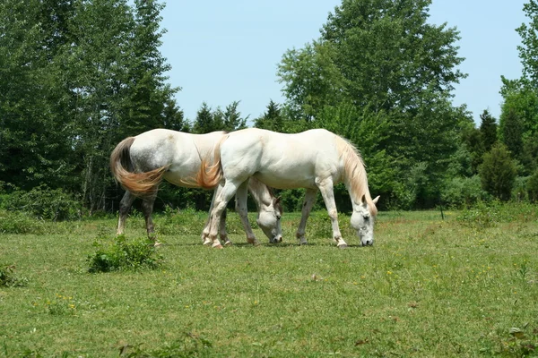 白い馬 — ストック写真