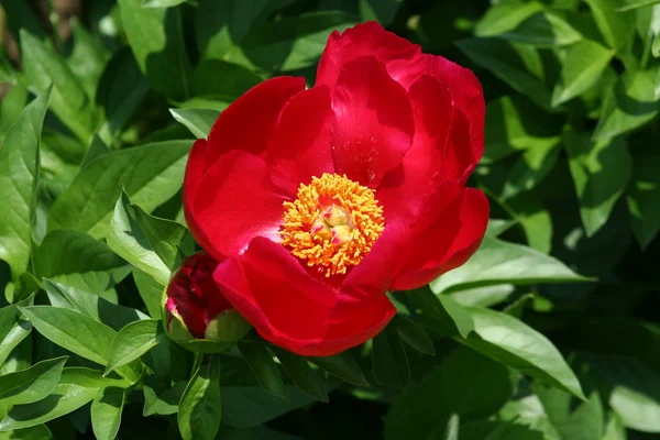Fleur pivoine rouge — Photo