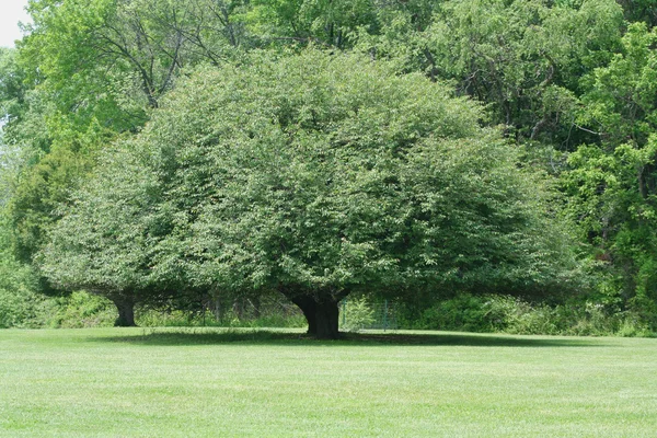 Yuvarlak ağaç — Stok fotoğraf