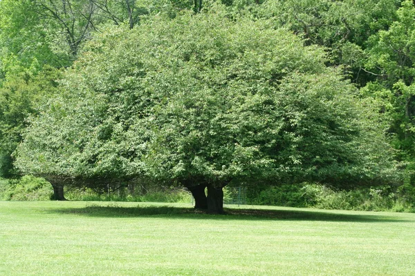 Στρογγυλεμένες δέντρο — Φωτογραφία Αρχείου