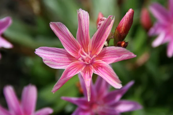 Ροζ χρώμα λουλούδι — Φωτογραφία Αρχείου