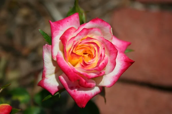 Gekleurde rose — Stockfoto