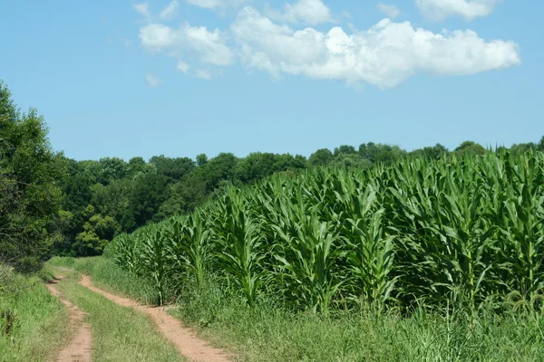 Toprak yol ve mısır tarlası — Stok fotoğraf