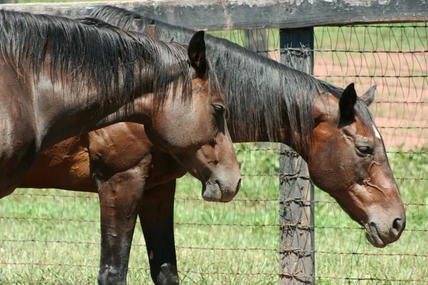 Zwei braune Pferde — Stockfoto