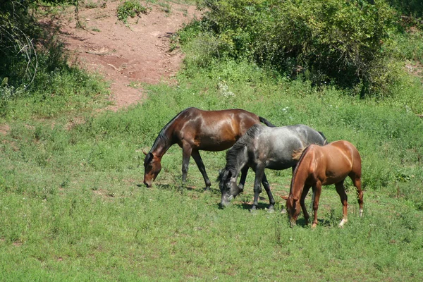 Tres caballos — Foto de Stock