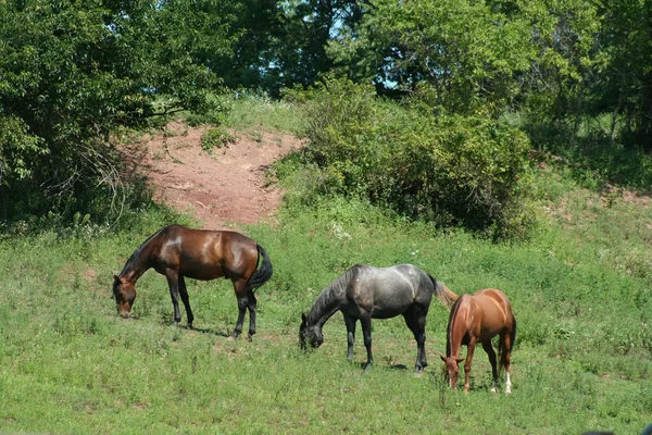 Tres caballos — Foto de Stock
