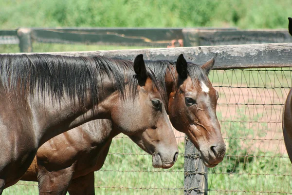 Dvě hnědé koně — Stock fotografie