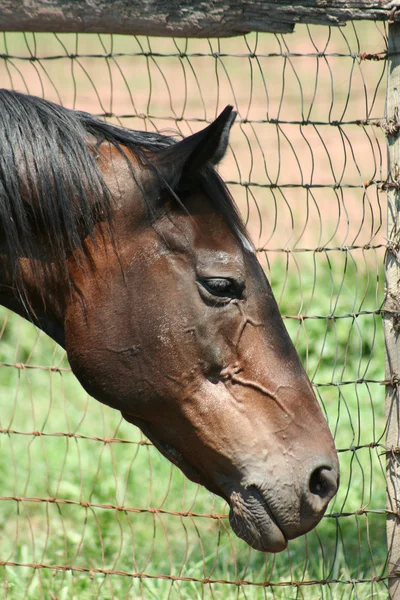 Horse Portrait — Stock Photo, Image