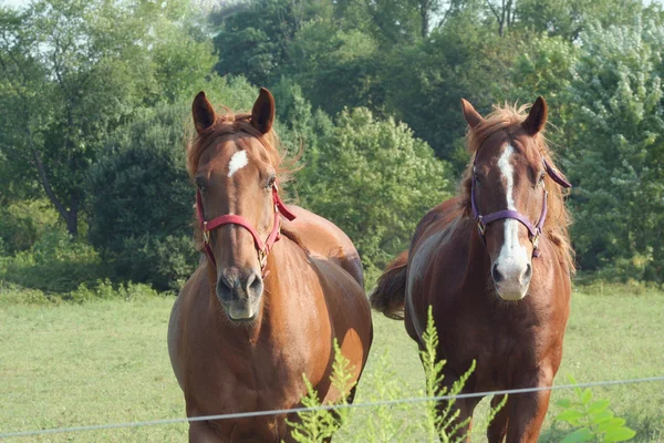 stock image Brown Horses