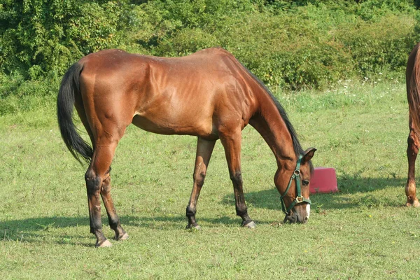 Brun häst — Stockfoto