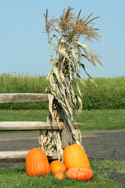 Гарбузи і стебла кукурудзи — стокове фото