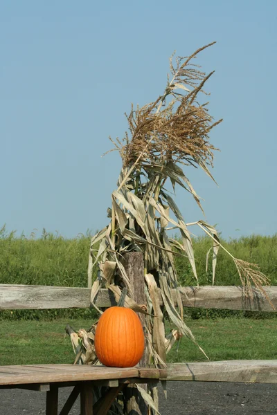 Łodygi dyni i kukurydzy — Zdjęcie stockowe