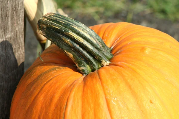 Pumpkin close-up — Fotografia de Stock
