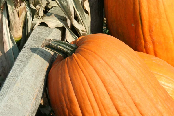 Pumpkin close-up — Fotografia de Stock