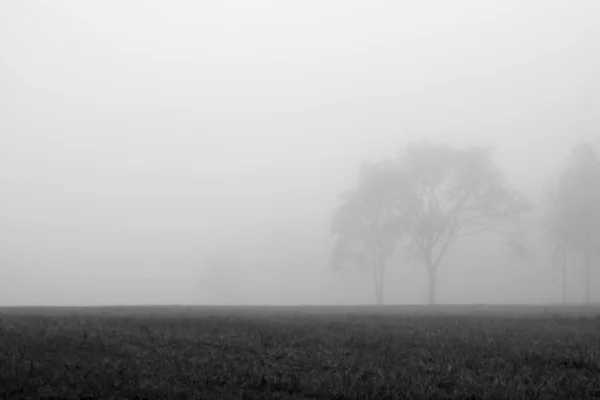 Mlha stromy — Stock fotografie