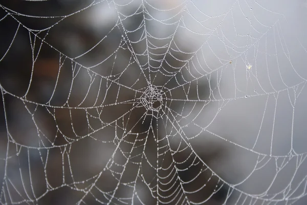 Teia de aranha com orvalho — Fotografia de Stock