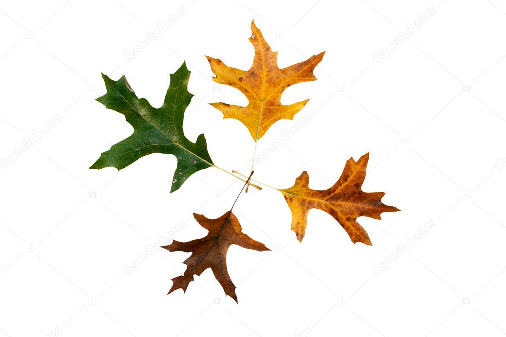 Oak leaf color changes