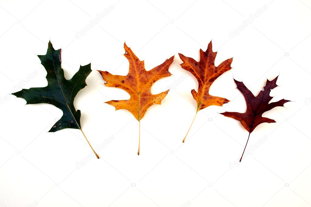 Oak leaf color changes