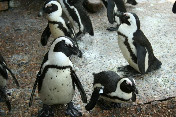 Penguins — Stock Photo, Image