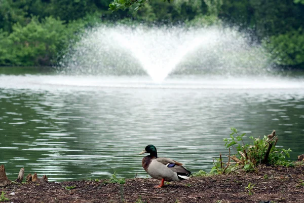 Mallard in front of fountain — Stock Photo, Image